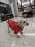 阿莫爾貓咪唐裝狗狗衣服東北大花棉襖泰迪比熊博美柯基小狗新年喜慶服裝 盤(pán)扣唐裝 XXL-具體參考背長(cháng)和胸圍 曬單實(shí)拍圖