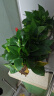 双盟绿萝盆栽除甲醛花卉绿植办公室新房净化空气180加仑2盆装源头直发 实拍图