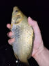 川澤高靈敏夜光漂咬鉤變色醒目水無(wú)影電子漂夜釣鯽魚(yú)漂高亮浮漂鰱鳙漂 YW02-1大鯽鯉魚(yú)鉛2.8g,長(zhǎng)42.5cm 變色款高靈敏+2粒電池 曬單實(shí)拍圖