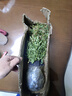 唯友 超微 花朵小多頭迷你盆栽微型 陽臺月季花苗 大苗 含盆   原盆 曬單實(shí)拍圖