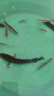 黑魚(yú)苗活體淡水好養食用觀(guān)賞魚(yú)冷水魚(yú)缸雜交吃肉生魚(yú)黑魚(yú)魚(yú)苗批發(fā) 2條13-16厘米黑魚(yú) 曬單實(shí)拍圖