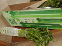 有機(jī)西芹有機(jī)蔬菜榨汁生食沙拉現(xiàn)摘新鮮健身生酮飲食包順豐空運(yùn) 4.5斤順豐空運(yùn) 曬單實(shí)拍圖