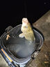 川澤高靈敏夜光漂咬鉤變色醒目水無(wú)影電子漂夜釣鯽魚(yú)漂高亮浮漂鰱鳙漂 YW02-1大鯽鯉魚(yú)鉛2.8g,長(zhǎng)42.5cm 變色款高靈敏+2粒電池 曬單實(shí)拍圖
