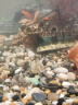 派乐特 鱼缸造景石头2kg水族箱龟缸多肉装饰底砂雨花石热敷鹅卵石子用品 实拍图
