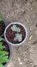 迷你朝霧草盆栽花苗銀葉草多年生耐熱耐寒宿根植物庭院花園辦公桌 3盆朝霧草小盆栽 曬單實(shí)拍圖