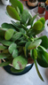 傾顏 多肉植物 玉樹(shù) 玉樹(shù)盆栽苗大厚臉皮景天樹(shù)客廳花卉多肉植物 4年玉樹(shù) 曬單實(shí)拍圖
