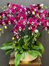 Only you【2小時(shí)達】蝴蝶蘭盆栽帶花苞花劍花盆真花盆栽生日驚喜喬遷禮物 20株紫色（瓷盆隨機） 曬單實(shí)拍圖