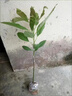 牛油果新品桂墾大3號(hào)牛油果大果牛油果南方陽(yáng)臺(tái)庭院盆栽地栽樹苗 哈斯牛油果 (帶土帶葉發(fā)貨) 實(shí)生苗一顆 曬單實(shí)拍圖