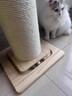 寵奇拉貓抓板特大號立式劍麻貓抓柱耐磨不掉屑貓爪板貓爬架一體貓咪玩具 白麻繩貓抓柱【實(shí)木款高80Cm】 曬單實(shí)拍圖