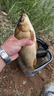 壹條魚(yú)兒鉤尖江湖艱苦奮斗也要釣魚(yú)蚯蚓餌腥味秋冬季野釣鯽魚(yú)鯉魚(yú)鳊魚(yú)餌料 五谷豐登年年有魚(yú)【450克】1包 曬單實(shí)拍圖