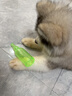 MamyPets 狗玩具發(fā)聲耐咬磨牙自己玩解悶神器小中大型犬互動(dòng)寵物益智玩具 綠色【不帶球】發(fā)聲耐咬 曬單實(shí)拍圖