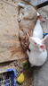 吉安迪營(yíng)養(yǎng)兔子飼料20斤寵物兔糧肉兔糧食豚鼠荷蘭豬母兔糧40育肥幼兔生 40斤2號(hào)通用兔糧 曬單實(shí)拍圖