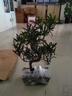 傾顏羅漢松樹(shù)苗小葉雀舌室內庭院別墅老樁盆栽地栽四季常青造型樹(shù)盆景 S彎2公分50厘米高左右不含盆 曬單實(shí)拍圖