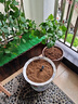 春沭扶?；缢募局匕昱柙约t色朱瑾牡丹草花卉植物室內陽(yáng)臺開(kāi)花綠植物 粉色扶桑 不含盆 曬單實(shí)拍圖