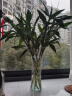 欧芽富贵竹水培植物转运开运竹花卉绿植盆栽室内花客厅水养节节高 富贵竹60-70厘米10棵 含选项里的花瓶 实拍图