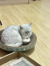 欢宠网 猫玩具UBS充电逗猫棒红外线逗猫笔自嗨激光灯激光笔逗猫棒神器猫咪互动小猫幼猫猫咪用品玩具 实拍图