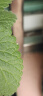 植轻松吡虫啉杀虫剂颗粒园艺盆栽兰花卉多肉通用土壤杀虫驱虫防虫小白药 实拍图