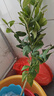姬緣希檸檬樹(shù)苗四季香水檸檬庭院陽(yáng)臺室內帶花帶果植物盆栽地栽當年結果 【青皮紅肉檸檬】三年苗 曬單實(shí)拍圖