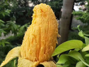 百色芒果 BAISEMANGO廣西特產(chǎn)芒果金煌芒香甜多汁當(dāng)季生鮮水果時令禮盒裝基地順豐直發(fā) 一級小金煌10斤甄選禮盒200-300g 曬單實(shí)拍圖