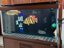 金龍魚活魚幼苗龍魚觀賞魚練手過背印尼辣椒血紅龍魚苗小高背龍魚 賽級金頭過背金龍 16-18cm【證書芯片齊全】 曬單實拍圖