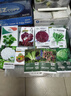 壽禾青梗松花菜種子花椰菜花菜秋冬季種四季蔬菜籽種籽 壽禾青梗松花80天種子100粒/袋 曬單實(shí)拍圖