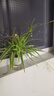 臨雅金邊吊蘭盆栽花卉植物室內花陽(yáng)臺四季常青好養活綠植水養水培垂吊 金邊吊蘭早安盆*2盆 曬單實(shí)拍圖