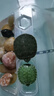 富龜龜寶巴西龜小烏龜活物寵物龜家養活體長(cháng)壽金錢(qián)金龜情侶黃金招財巴西龜 3-4厘米（小苗） 單身烏龜1只+3包共105g高鈣龜糧 曬單實(shí)拍圖