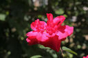 Canon佳能90D 80D 70D 60D 50D 7D學(xué)生入門級二手?jǐn)?shù)碼單反相機(jī)人像小痰盂鏡頭 佳能60D+18-55防抖套機(jī) 95新 曬單實(shí)拍圖
