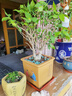 臘梅花臘梅樹(shù)苗樹(shù)樁盆景盆栽花卉素心梅冬季開(kāi)花耐寒庭院植物耐寒不含盆 臘梅10年壯苗（當年開(kāi)花） 曬單實(shí)拍圖