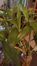 史丹利营养液花肥料家用盆栽植物通用型水培发财树富贵竹花卉绿植 实拍图
