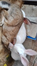 吉安迪營(yíng)養(yǎng)兔子飼料20斤寵物兔糧肉兔糧食豚鼠荷蘭豬母兔糧40育肥幼兔生 40斤2號(hào)通用兔糧 曬單實(shí)拍圖