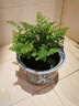 中夢(mèng)鐵線(xiàn)蕨盆栽植物辦公室新房花卉室內綠植盆栽 鐵線(xiàn)蕨小苗10厘米 曬單實(shí)拍圖