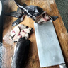 新鮮活鴨嘴魚(yú)現殺食用無(wú)刺魚(yú)中華魚(yú)鱘魚(yú)禮品魚(yú)軟骨無(wú)刺魚(yú)水產(chǎn)鱘魚(yú) 活魚(yú)現殺順豐 【順豐】2斤一條 曬單實(shí)拍圖