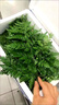 丘林瑟墻上掛式花架陽(yáng)臺裝飾置物架壁掛墻面花盆掛架網(wǎng)格懸掛墻壁花墻架 H85加厚 曬單實(shí)拍圖
