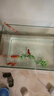 海諳客廳小型魚(yú)缸透明熱彎玻璃一體金魚(yú)缸帶氧氣燈光造景水族箱創(chuàng  )意 簡(jiǎn)易套餐40*23*25 曬單實(shí)拍圖