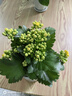 聽雪樓水仙郁金香種球水培室內(nèi)花卉水仙花綠植水培花卉盆栽植物水仙花卉 漳州滿盆水仙種球+白色陶瓷盆 曬單實(shí)拍圖
