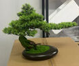 樸記 迎客松仿真盆景擺件客廳工藝品招財假綠植盆栽玄關(guān)電視柜辦公室創(chuàng  )意中式裝飾品 牧馬迎客松組合-崖柏葉 曬單實(shí)拍圖
