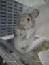 SMVP龍貓寵物龍貓活物長(cháng)毛龍貓幼崽活體毛絲鼠顏色看選項活體寵物 隨機幼崽發(fā)【健康全品】 曬單實(shí)拍圖