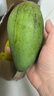 譯優(yōu)農(nóng)海南金煌芒 新鮮現(xiàn)摘特大芒果甜心芒水仙薄皮芒果應(yīng)季孕婦水果 5斤特大果精選裝 曬單實(shí)拍圖