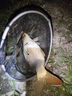 川澤高靈敏夜光漂咬鉤變色醒目水無(wú)影電子漂夜釣鯽魚(yú)漂高亮浮漂鰱鳙漂 YW02-1大鯽鯉魚(yú)鉛2.8g,長(zhǎng)42.5cm 變色款高靈敏+2粒電池 曬單實(shí)拍圖
