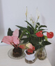 中夢(mèng)粉鉆水培植物室內綠植花卉盆栽客廳辦公室桌面水養花 粉鉆+吉利紅+玻璃瓶 曬單實(shí)拍圖