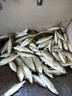 APRHD魚(yú)網(wǎng)絲網(wǎng)捕漁網(wǎng)三層沉網(wǎng)單層浮網(wǎng)掛子魚(yú)白條網(wǎng)鰱魚(yú)鯽魚(yú)網(wǎng)加重1指 三層1.5米高2指100米(加重沉網(wǎng)) 曬單實(shí)拍圖