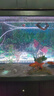 勝畫氣泡燈魚缸led防水遙控調(diào)色燈七彩增氧觀賞燈龍魚燈全光譜增艷燈 76cm 16色可調(diào)遙控款+氣泵套餐 曬單實(shí)拍圖