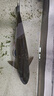 柏羽專(zhuān)攻鯽魚(yú)野釣打窩料魚(yú)餌料釣魚(yú)底窩發(fā)酵玉米酒糟麥粒草魚(yú)鳊魚(yú)青魚(yú)通用五谷雜糧黑坑配方 爆窩通殺5斤(已加聚窩小藥) 曬單實(shí)拍圖