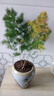 臨雅蓬萊松盆栽小客廳綠植桌面植物室內花卉老樁盆景四季好養源頭直發(fā) 曬單實(shí)拍圖
