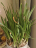 傾顏水仙花種球水培室內花卉水仙花綠植水培花卉盆栽植物洋水仙花卉 水仙種球一個(gè) 曬單實(shí)拍圖