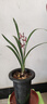 劉閣蘭花蘭花苗紫花暮山紫現帶濃香花苞出售室內陽(yáng)臺花卉盆栽綠植當年開(kāi)花 3苗連體裸根帶花 曬單實(shí)拍圖