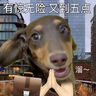 菲瀾奴倫 克萊因藍(lán)帽子針織帽毛線帽男女冬季ins藍(lán)色顯白冷帽潮牌顯臉小 黑色 均碼 曬單實(shí)拍圖