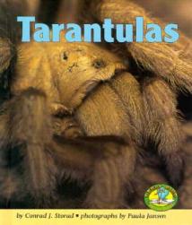 【预订】tarantulas