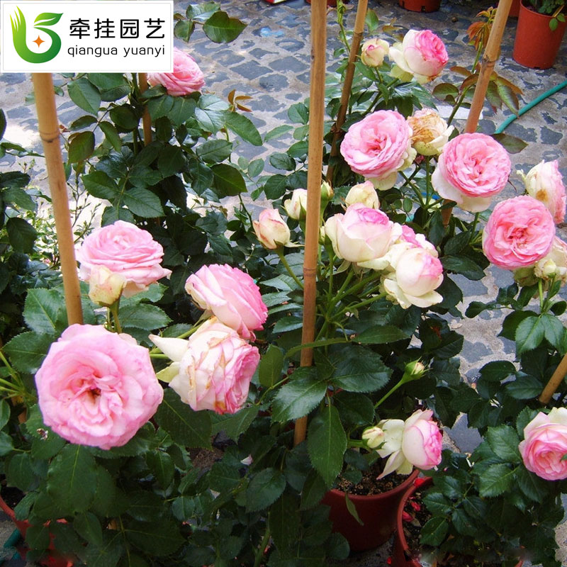 藤本植物 藤本月季